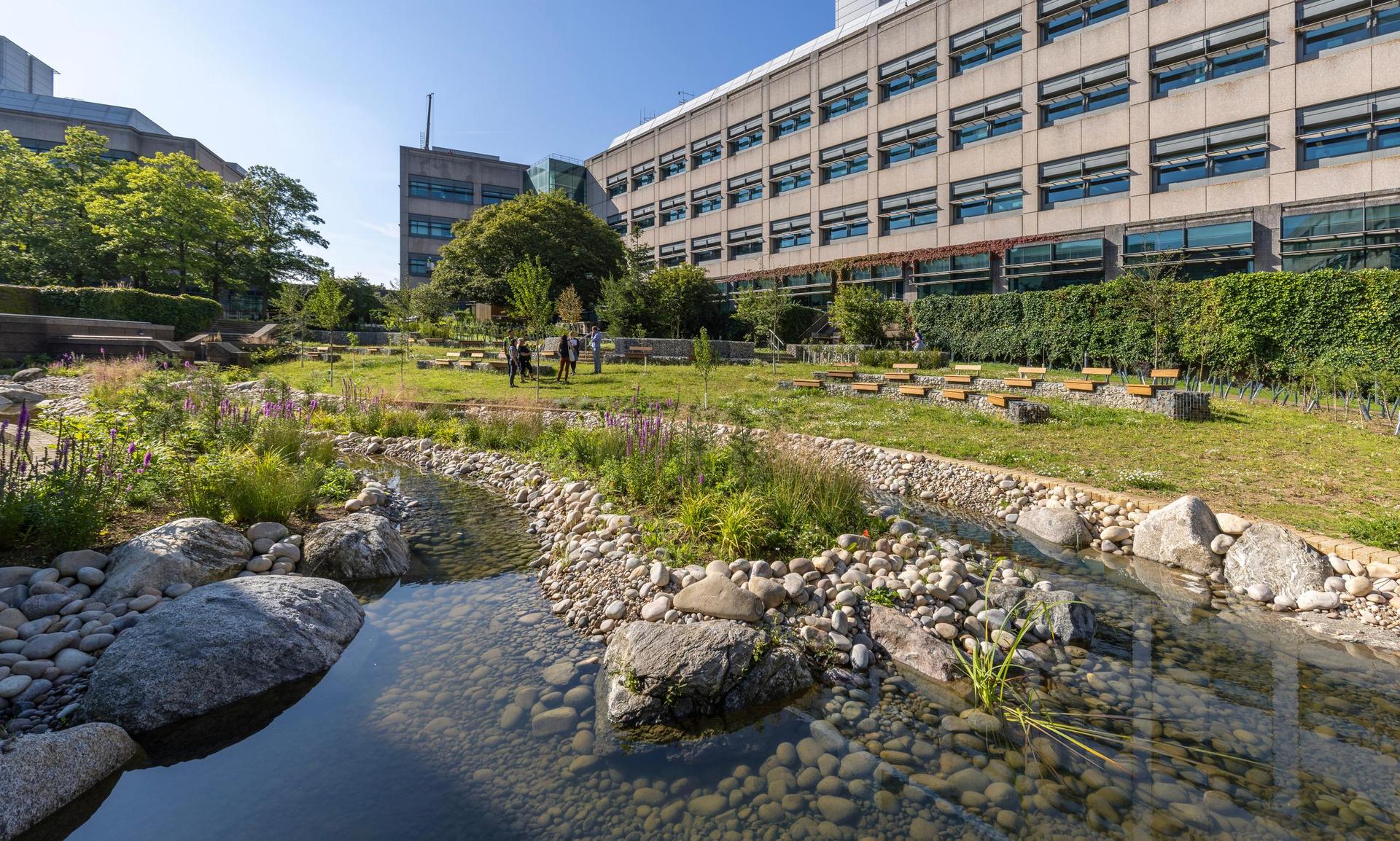 Biodiverse stream in front of terracing orchard and office buildings
