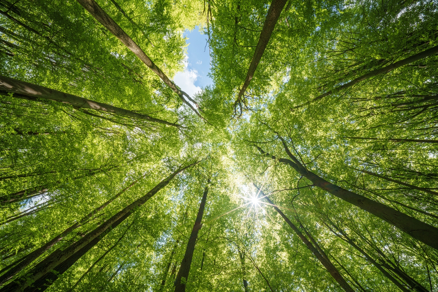 Biologisk mangfold og naturbaserte løsninger for datasentre: utviklings- og driftsstrategier